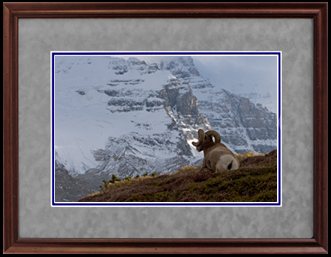 Signed Photographs - Bighorn Sheep