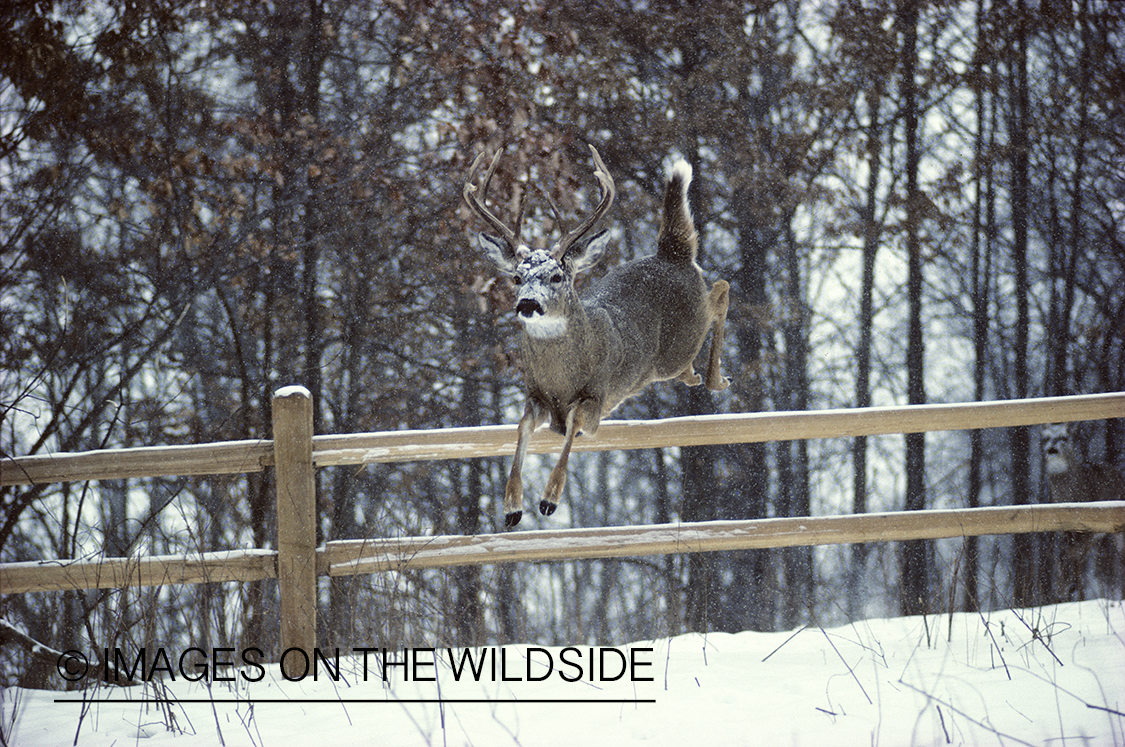 jumping fence deer jumping fence car interior design jumping fence deer jumping fence car interior design