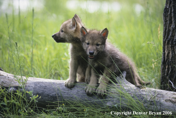Gray wolf pups in habitat.