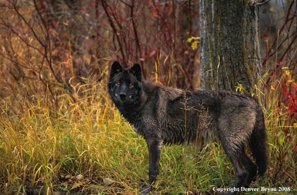Wolf in Black Phase