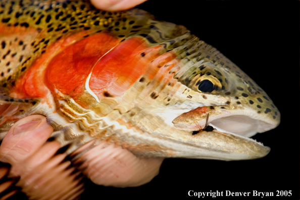 Close-up of rainbow trout underwater with fly in lip.