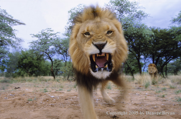 Charging Lion