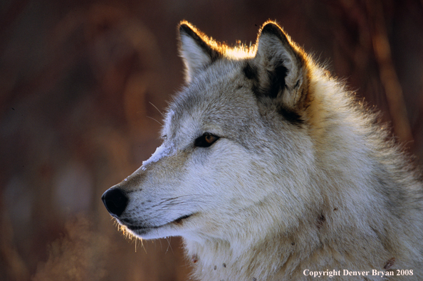 Gray wolf