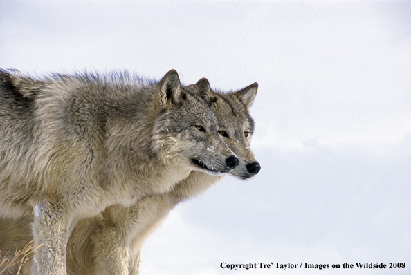 Gray Wolves in the winter