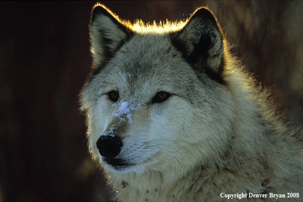 Gray Wolf
