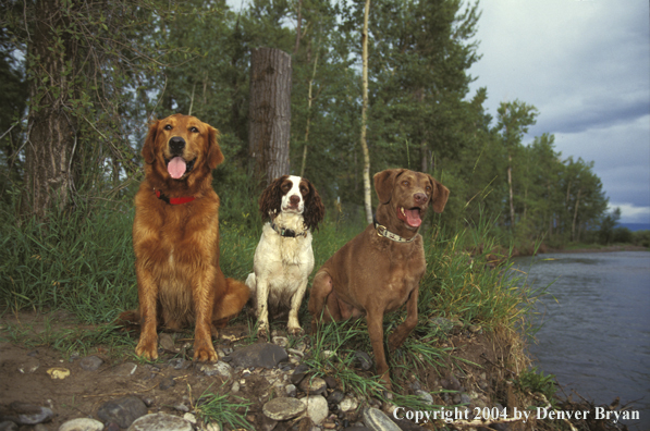 golden retriever springer spaniel denver bryan images on the wildside golden retriever springer spaniel denver bryan images on the wildside