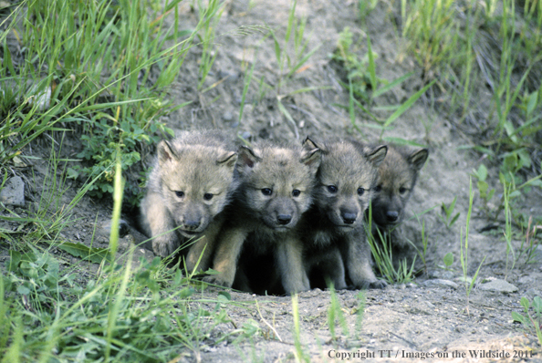 Gray wolf pups at opening of den