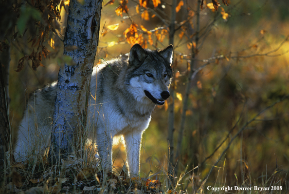 Wolf 
