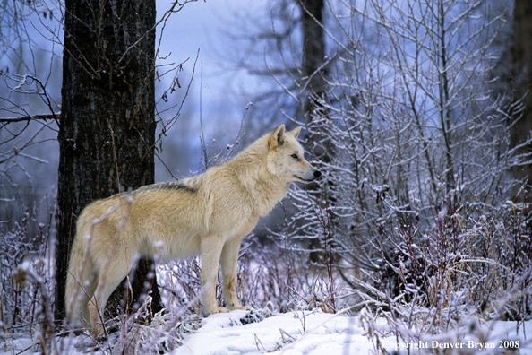 Wolf 