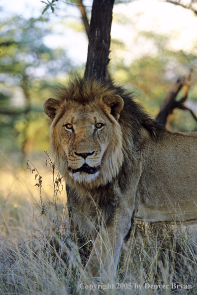 african lion habitat. African lion in habitat.