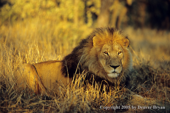 African lion in habitat. african lion habitat. African lion in habitat.