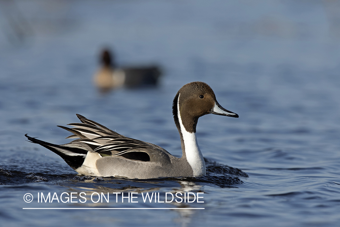 Pintail on pond.
