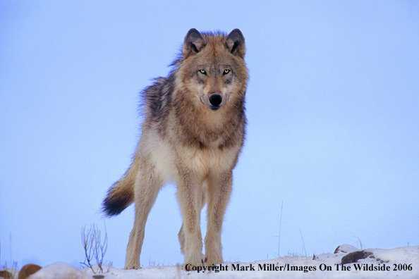 Gray wolf in winter habitat.   