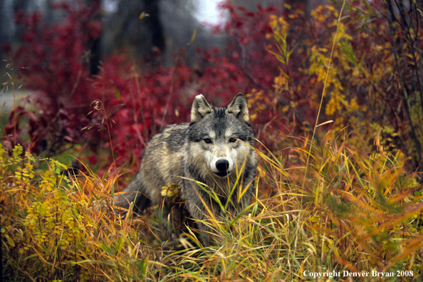 Wolf
