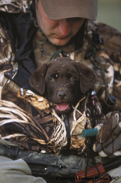 Waterfowl hunter with chocolate Lab pup. 