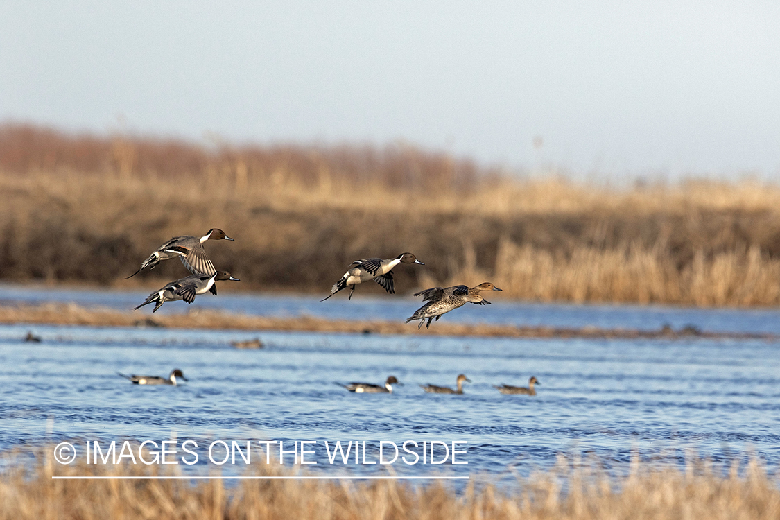 Pintails in flight over pond.