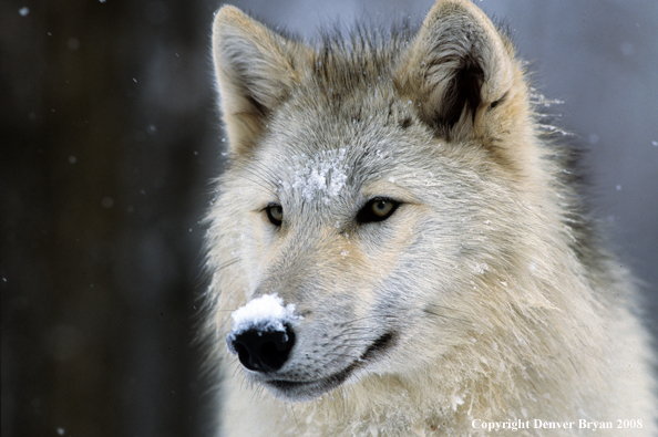 Wolf 