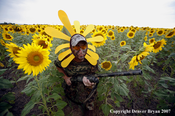 Upland game bird hunter in field of sunflowers.