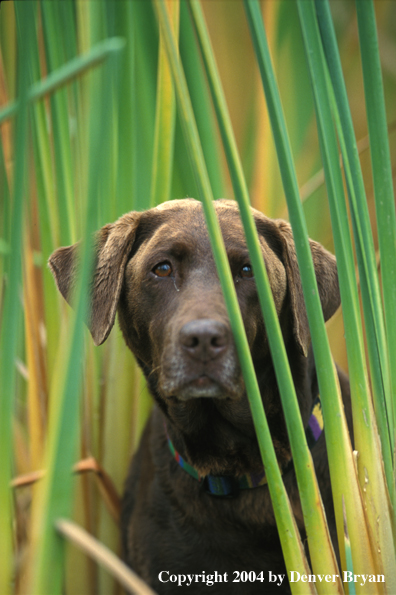 Chocolate Labrador Retriever in marsh