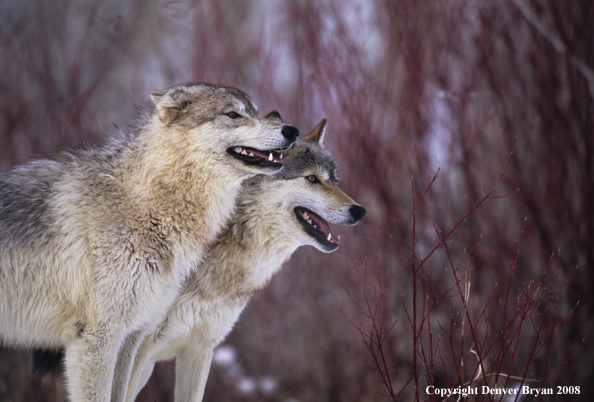 Wolves