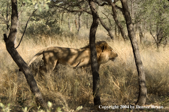 african lion habitat african lion habitat. african lion habitat