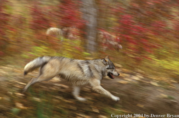 Gray wolves running.