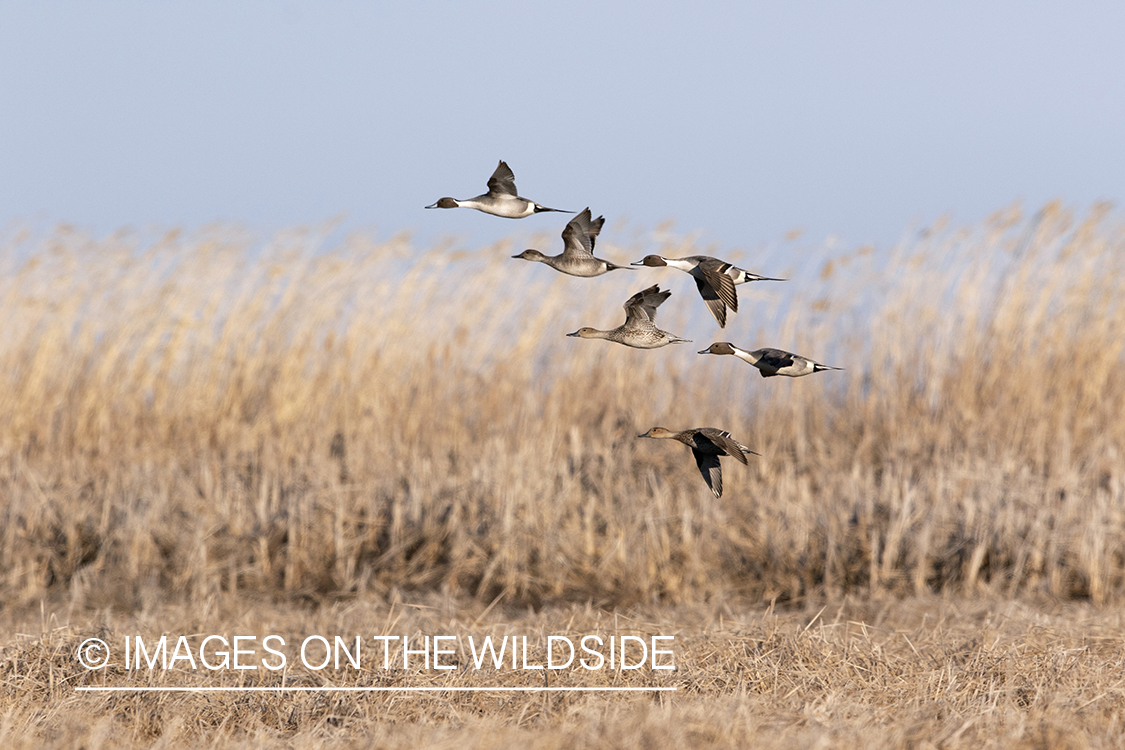 Pintail ducks in flight.