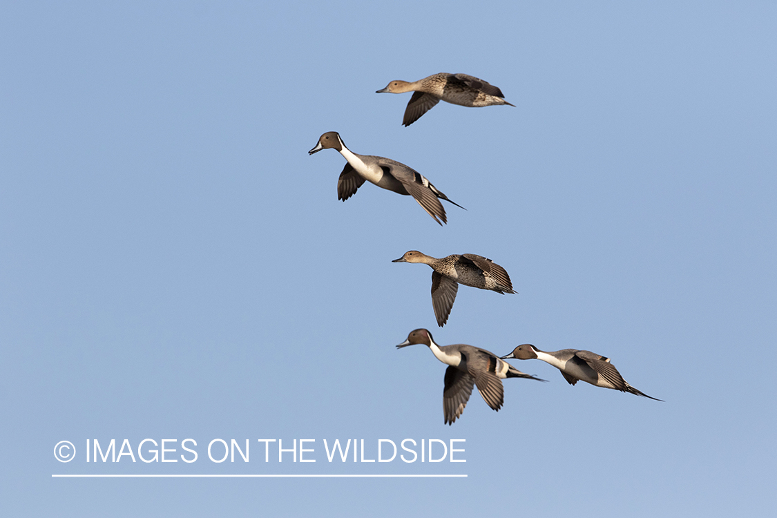 Pintail ducks in flight.