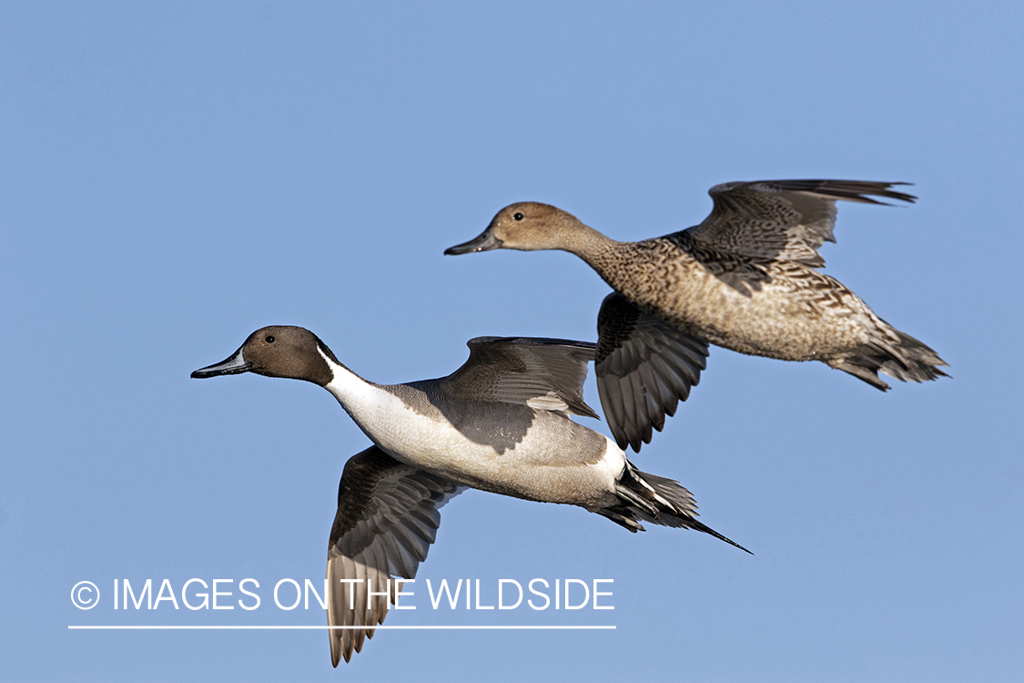 Pintail drake and hen in flight.