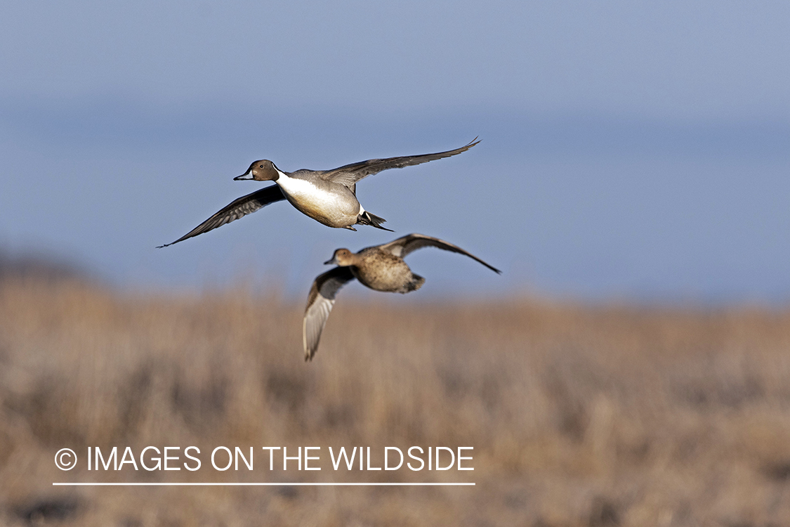 Pintail drake and hen in flight.