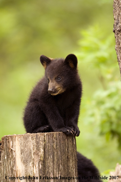 Black bear cub in habitat