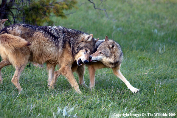 Gray Wolves