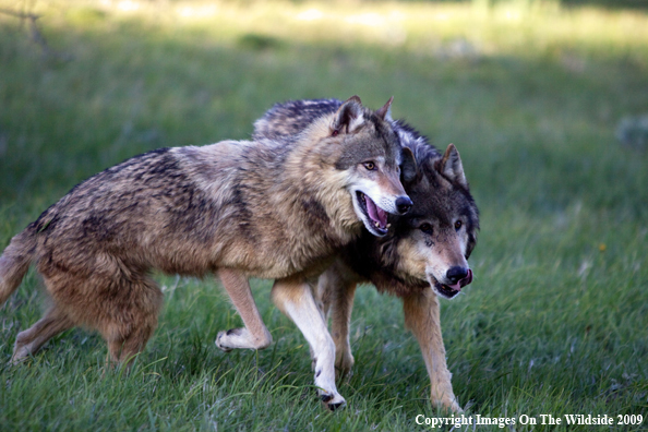 Gray Wolves