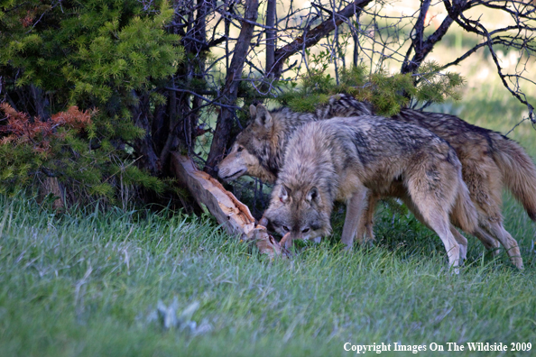 Gray Wolves