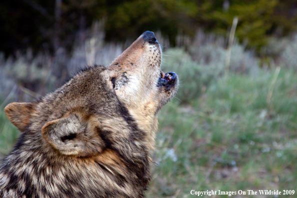 Gray Wolf howling