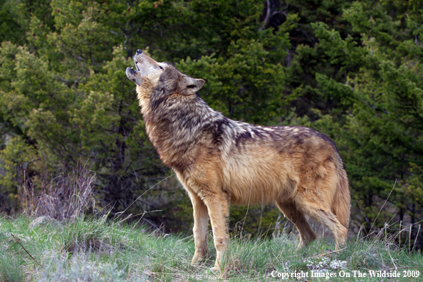 Gray Wolf howling