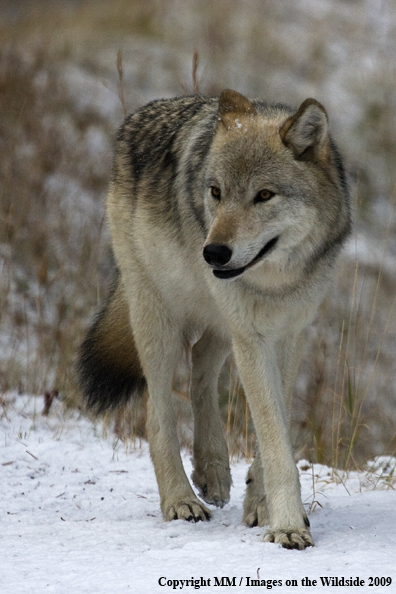 Wolf (wild) in Yellowstone National Park