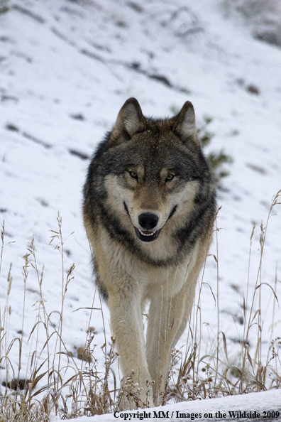 Wolf (wild) in Yellowstone National Park