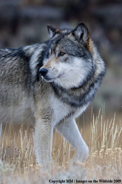 Wolf (wild) in Yellowstone National Park