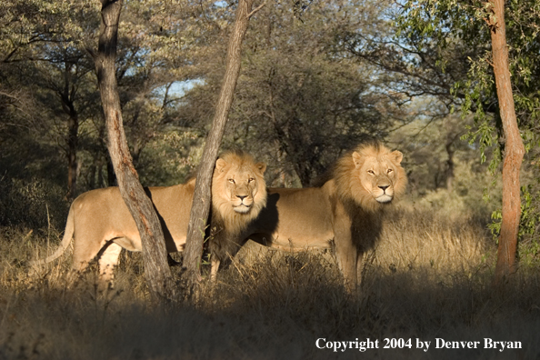 Male African lions in habitat. african lion habitat. Male African lions in habitat.