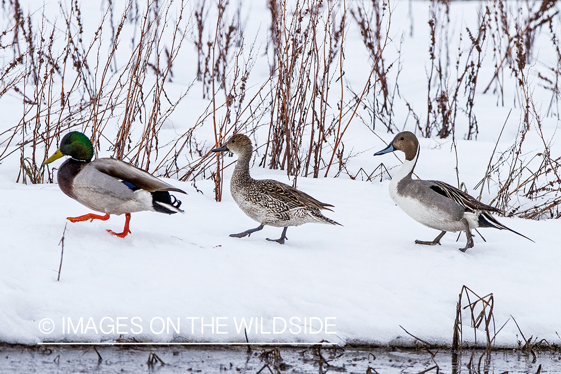 Mallard and Pintail ducks in snow.