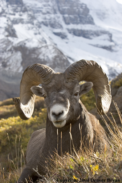 Rocky Mountain bighorn sheep (ram).