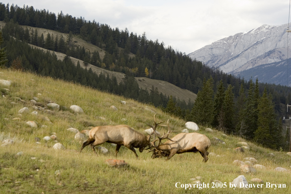 Bull elk fighting.